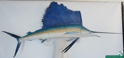 Segelfisch_1_hofinger_praeparator.com