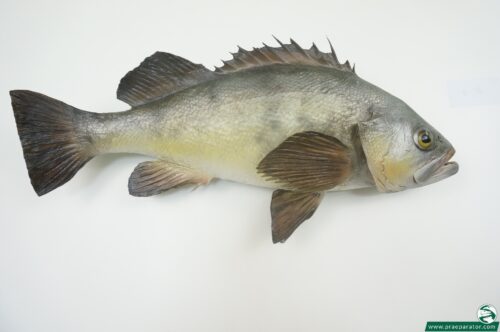 Black Bream_hofinger_praeparator (2)