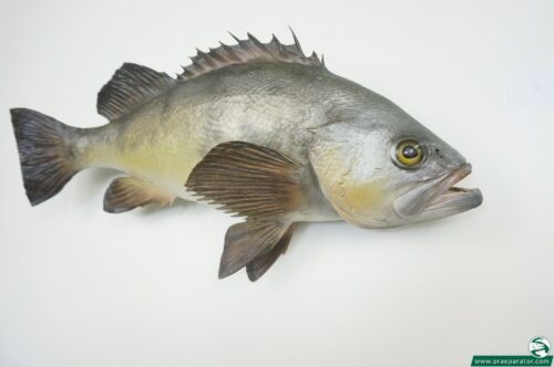 Black Bream_hofinger_praeparator (3)