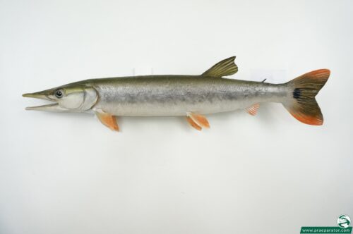 Hechtsalmer_hofinger_praeparator (2)