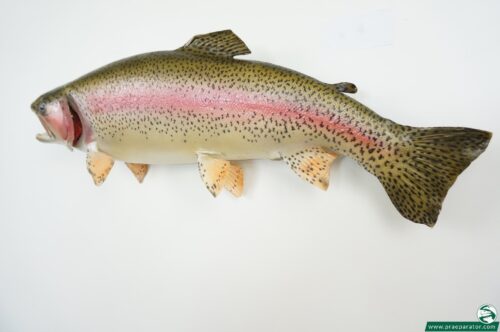 Regenbogenforelle_hofinger_praeparator (16)