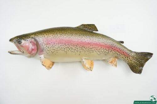 Regenbogenforelle_hofinger_praeparator (17)