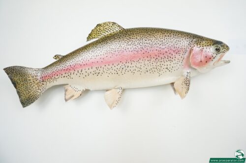 Regenbogenforelle_hofinger_praeparator (5)