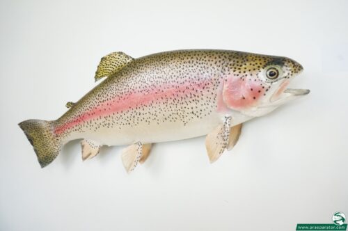 Regenbogenforelle_hofinger_praeparator (6)
