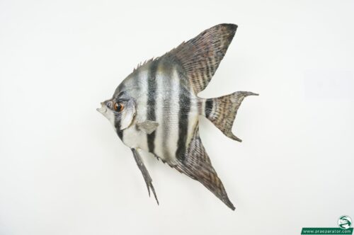 Segelflosser_hofinger_praeparator (2)