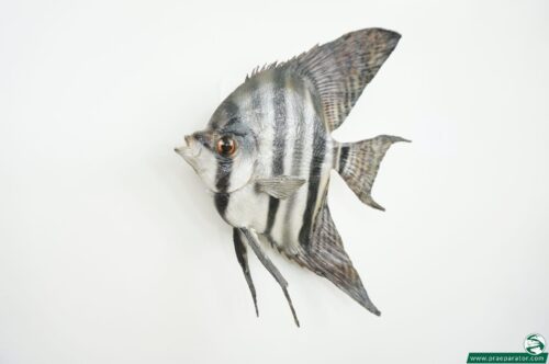 Segelflosser_hofinger_praeparator (3)