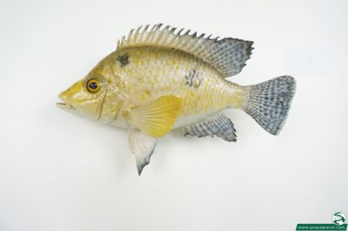 Sunfisch gelb_hofinger_praeparator (1)