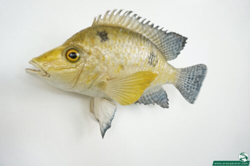 Sunfisch gelb_hofinger_praeparator (2)