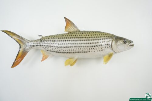 Tigerfisch_hofinger_praeparator.com (2)