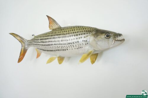 Tigerfisch_hofinger_praeparator.com (3)
