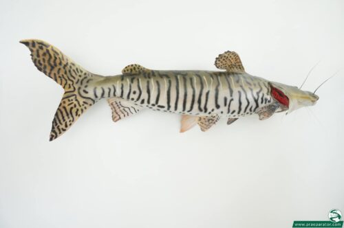 Tigerspatelwels_hofinger_praeparator (1)