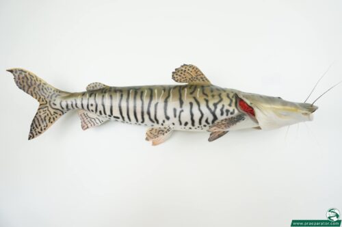 Tigerspatelwels_hofinger_praeparator (2)
