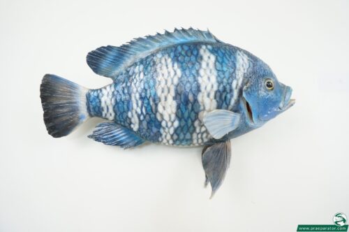 Tilapia_hofinger_praeparator (2)