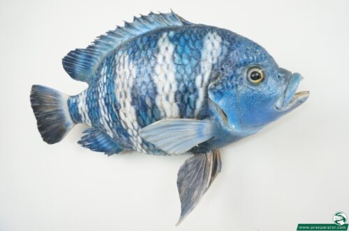 Tilapia_hofinger_praeparator (3)