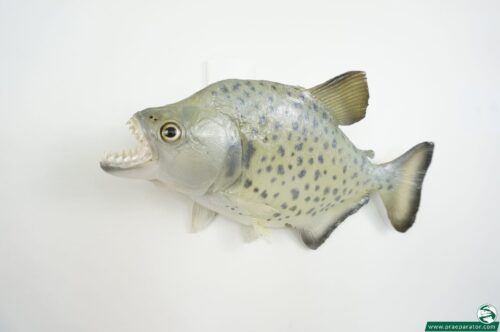 Weißer Piranha_hofinger_praeparator (2)