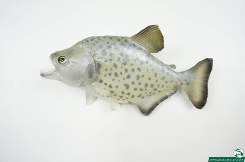 Weißer Piranha_hofinger_praeparator.com(3)