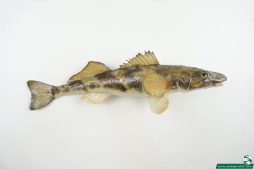 Zingel_hofinger_praeparator (2)
