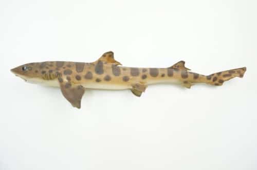 Leopardenhai praeparat_hofinger_praeparator (2)