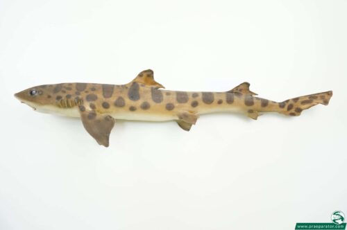 Leopardenhai praeparat_hofinger_praeparator (2)