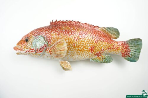 Lippfisch praeparat_hofinger_praeparator (2)