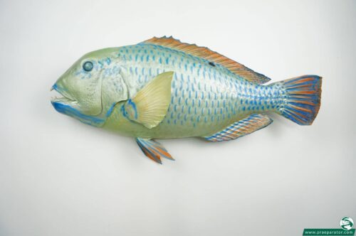 Blue Parrotfish praeparat_hofinger_praeparator (2)