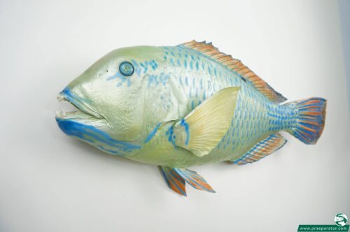 Blue Parrotfish praeparat_hofinger_praeparator (3)