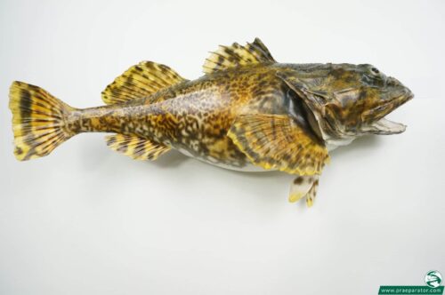 Irish Lord Alaska Skorpionfisch praeparat_hofinger_praeparator (2)