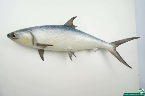 Milchfisch praeparat_hofinger_praeparator (2)