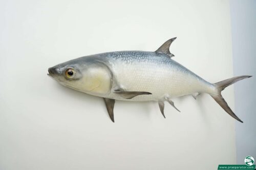 Milchfisch praeparat_hofinger_praeparator (3)