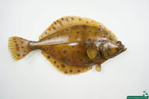 Scholle praeparat_hofinger_praeparator (1)