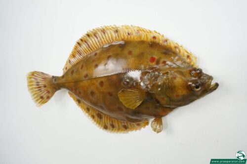 Scholle praeparat_hofinger_praeparator (2)