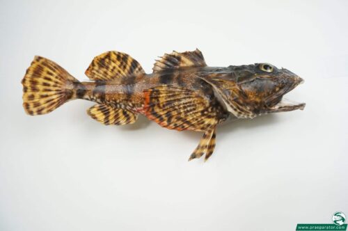 Seeskorpion praeparat_hofinger_praeparator (2)