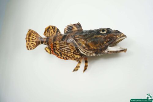 Seeskorpion praeparat_hofinger_praeparator (3)