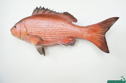 Snapper praeparat hofinger_praeparator (2)