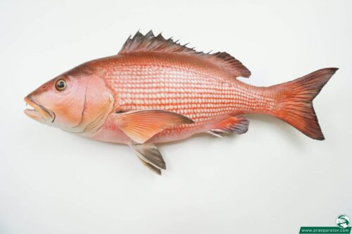 Snapper praeparat hofinger_praeparator (3)